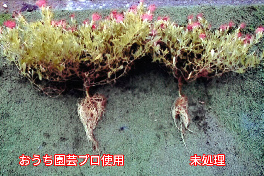 ミリオンベル