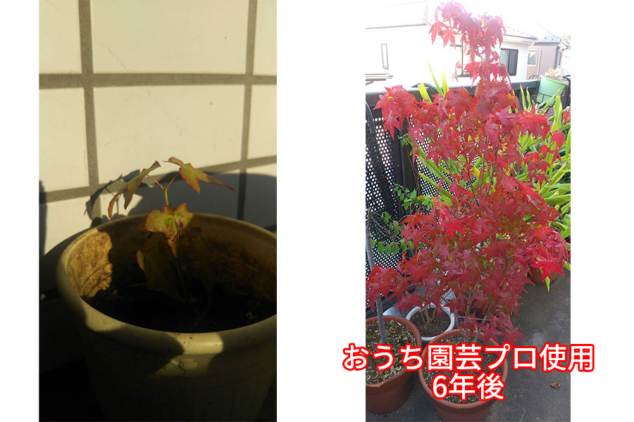 ほおずき